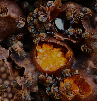 Properties of the melipona honey